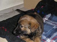 2009_01_29 einzug bella_005